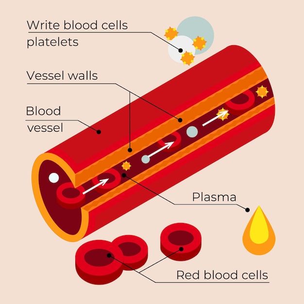Isometric blood infographic