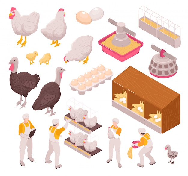 인간 노동자와 농장 동물 계란의 고립 된 이미지 설정 아이소 메트릭 치킨 생산 가금류 농장