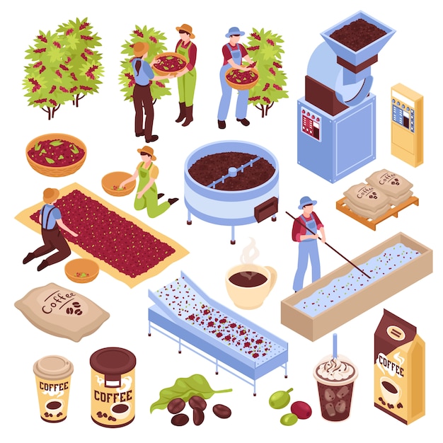 Free vector isometric coffee production set with isolated s representing different stages of coffee bean production with people