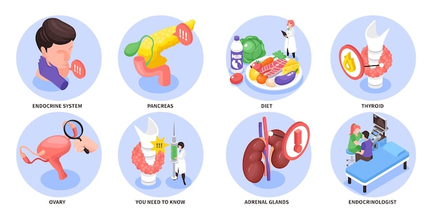 Free vector isometric and colored endocrinologist composition set endocrine system pancreas diet thyroid ovary descriptions vector illustration