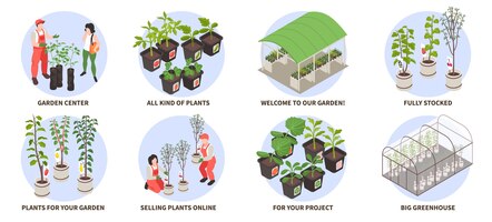 Isometric nursery garden icons set with gardeners and plants in greenhouse isolated vector illustration