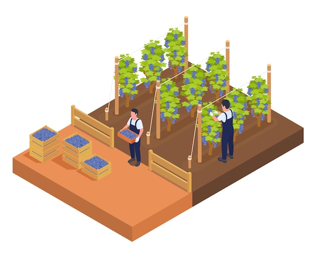 Free vector isometric wine production composition with two harvesters in uniform with wooden boxes gathering ripe grape berries in vineyard 3d vector illustration