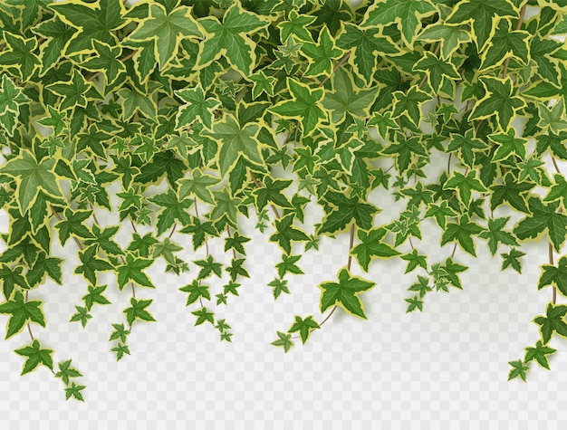 Free vector ivy climbing vines frame green leaves of creeper