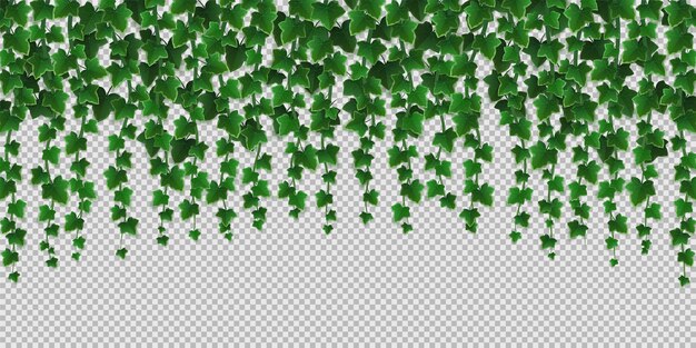 กรอบเถาวัลย์เลื้อย, ใบไม้สีเขียวของไม้เลื้อย