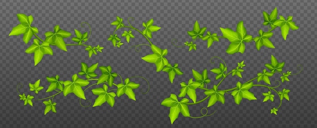 無料ベクター つる植物のツタつる緑の葉を登るツタ