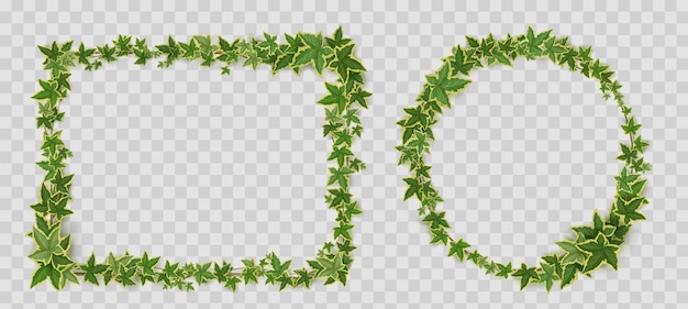 Free vector ivy vines frames borders of creeper twigs