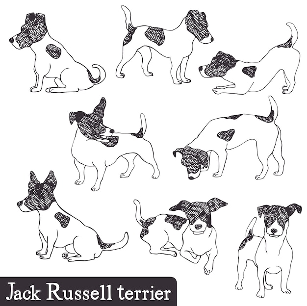 Jack Russell Terrier set