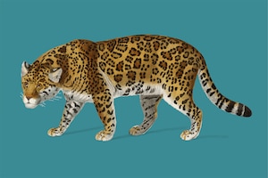 自由矢量美洲虎(panthera onca)图解