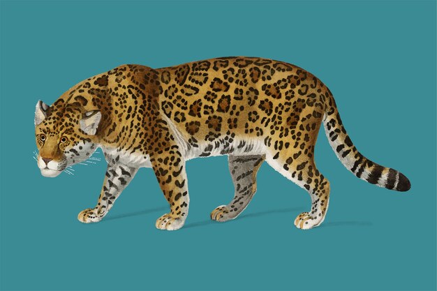 Jaguar (Panthera Onca) illustrated 