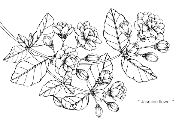 ジャスミンの花の描画のイラスト プレミアムベクター