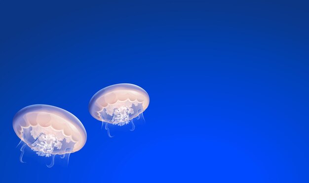 Jellies floating