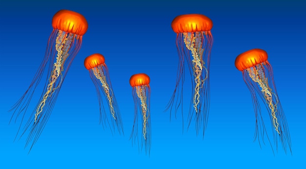 Jelly fish