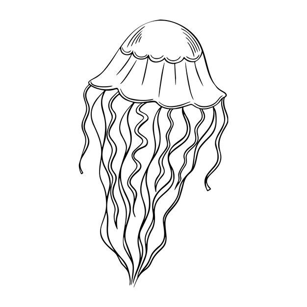 クラゲ教育イラスト プレミアムベクター