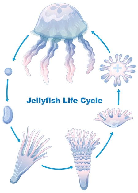 Free vector jellyfish life cycle for kids education