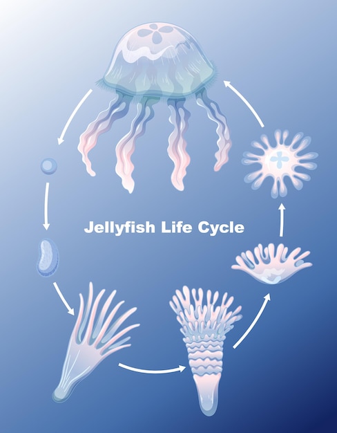 Free vector jellyfish life cycle for kids education