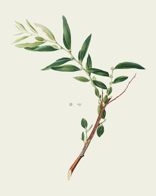 Jujube from Pomona Italiana illustration