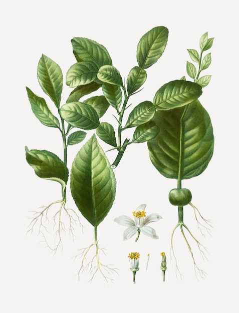 Kaffir lime leaves