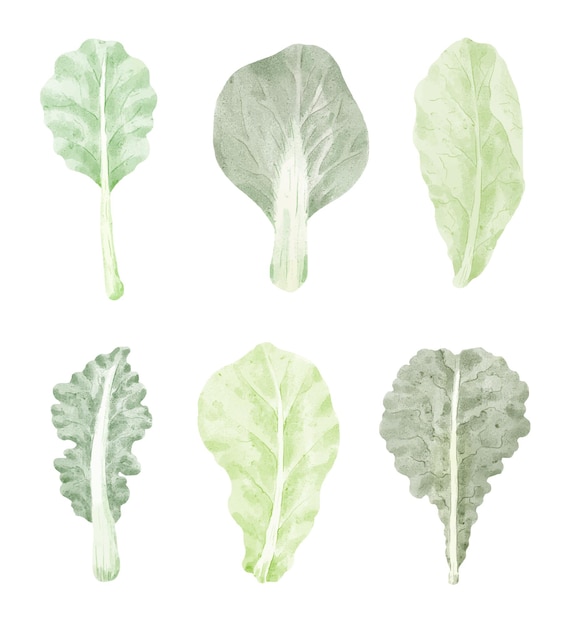 Листья капусты овощной Мультфильм, изолированные в стиле акварели.