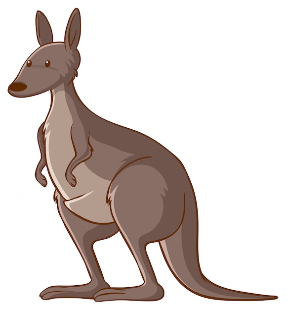 Free vector kangaroo on whte background