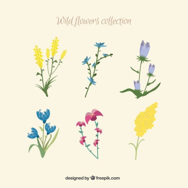 Free vector kind of wild flowers