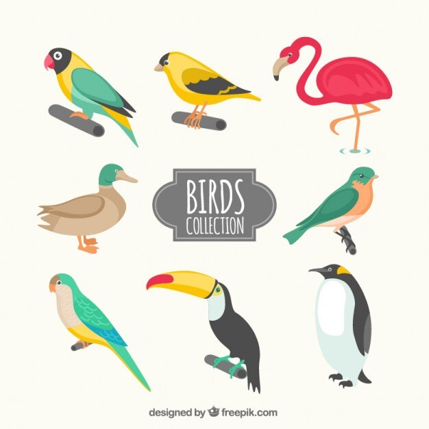 Kinds of birds collection