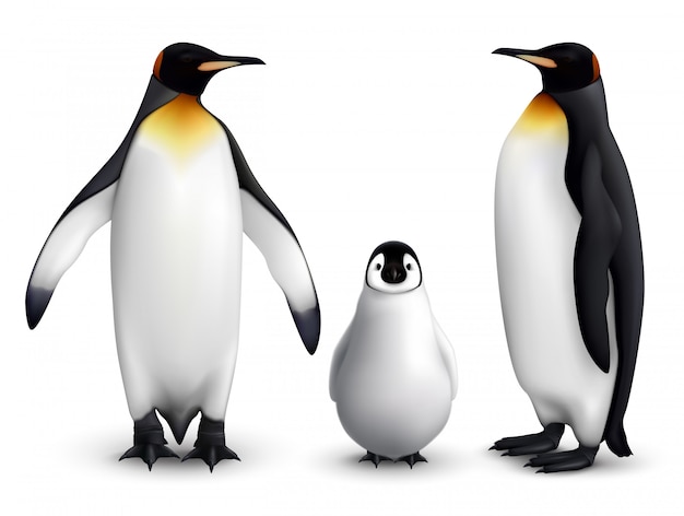 Free vector king penguin family with chick realistic closeup image with adult birds front and side view