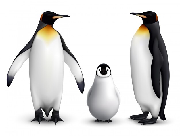 Семейство королевских пингвинов с реалистичным крупным планом цыплят с изображением взрослых птиц спереди и сбоку