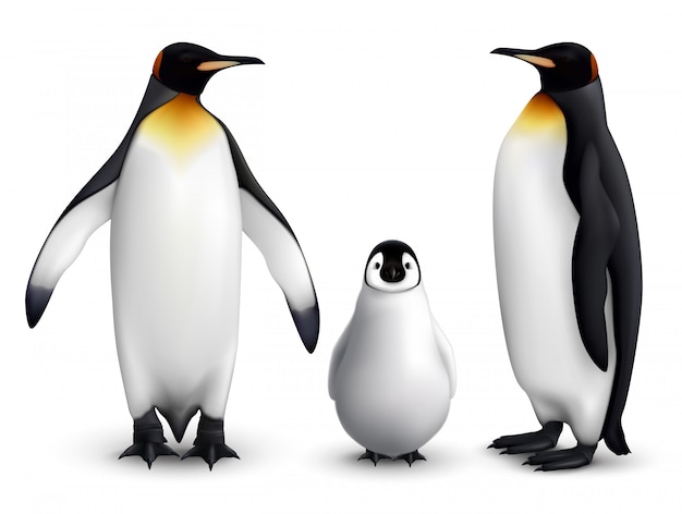 King penguin family with chick realistic closeup image with adult birds front and side view