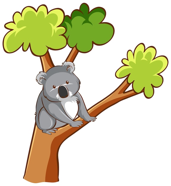 Koala bear on a tree on white background