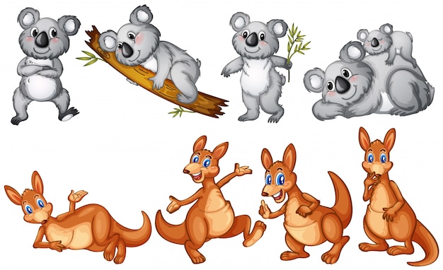 Koalas and kangaroos on white