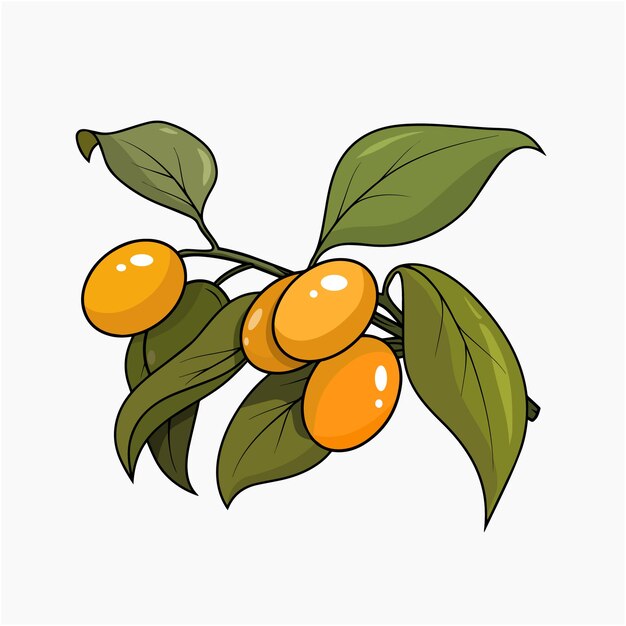 Kumquat fruit and leaves vector illustration