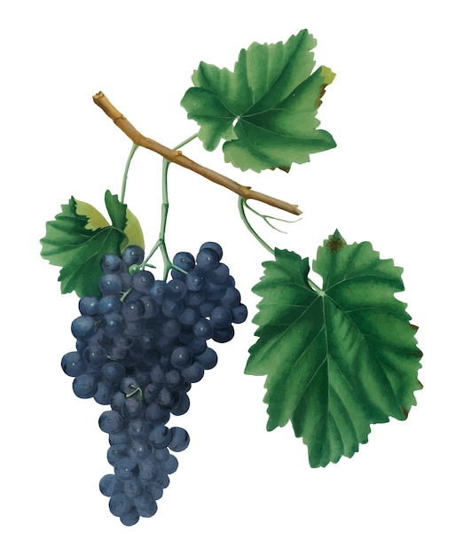 Lacrima виноград из Pomona Italiana иллюстрации