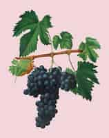 Free vector lacrima grapes from pomona italiana illustration