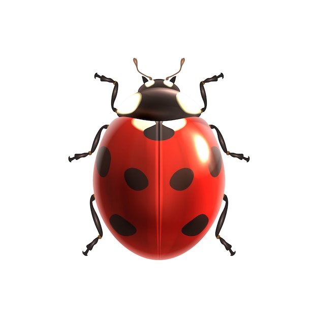 Vettore gratuito disegno coccinella