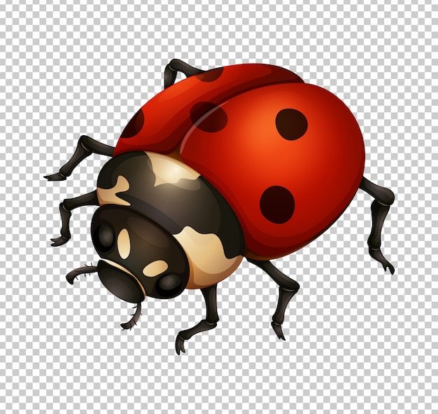 Free vector ladybug in fine details