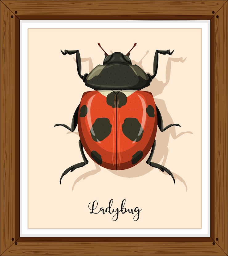Free Vector ladybug or ladybird close up in wooden frame
