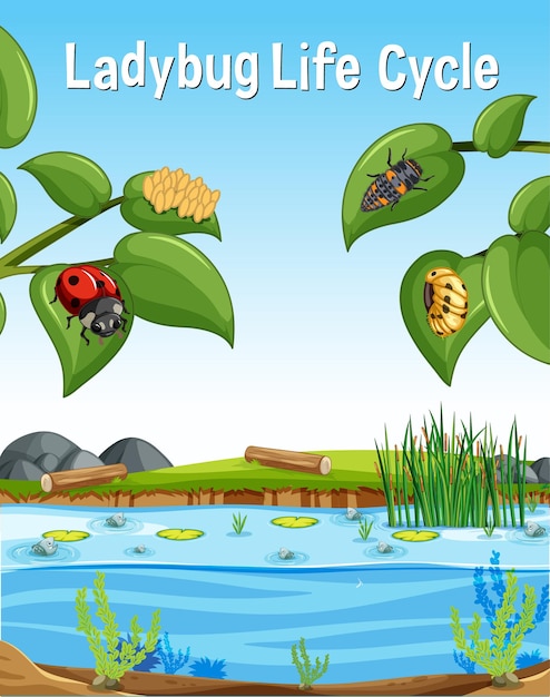 Free vector ladybug life cycle font in swamp scene