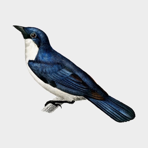 Vettore gratuito lanius bicolor illustrato da charles dessalines d'orbigny (1806-1876).