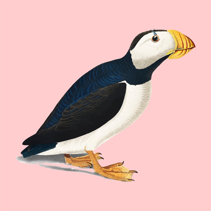Free Vector large billed puffin illustration