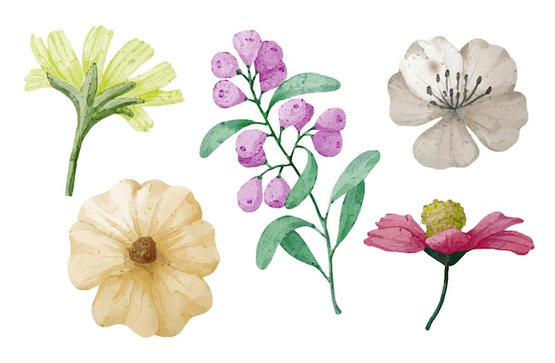 Large Botanical set of wild flowers Set of Separate parts and bring together to beautiful bouquet of flowers in water colors style on white background flat vector illustration