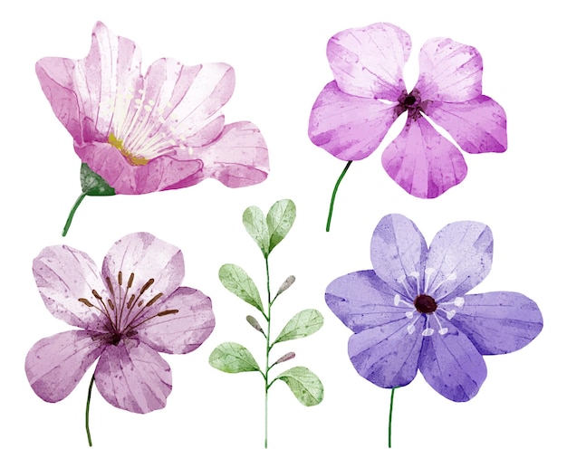 Large Botanical set of wild flowers Set of Separate parts and bring together to beautiful bouquet of flowers in water colors style on white background flat vector illustration