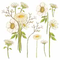 Vettore gratuito grande set botanico di fiori selvatici set di parti separate e riunire un bellissimo mazzo di fiori in stile acquerelli su sfondo bianco piatto illustrazione vettoriale