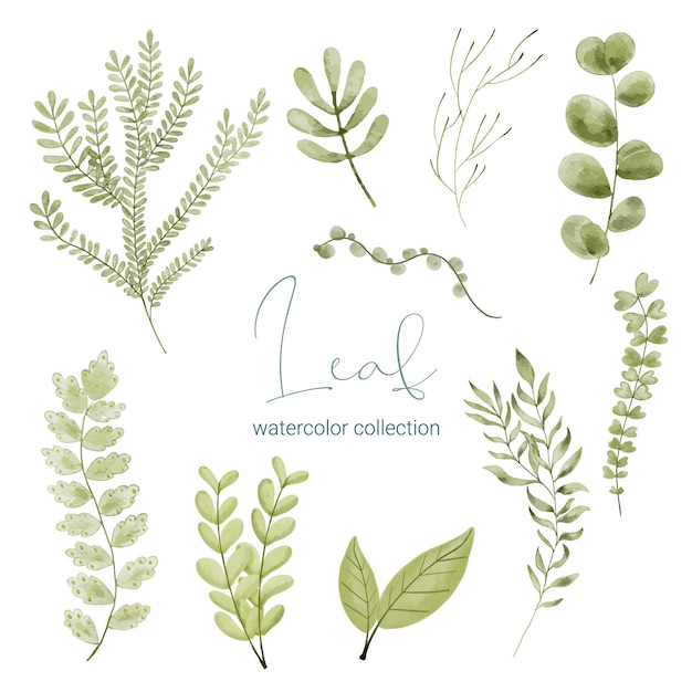 Large Botanical set of wild flowers Set of Separate parts and bring together to beautiful bouquet of flowers in water colors style on white background flat vector illustration