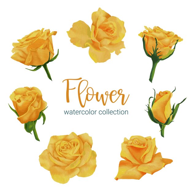 野生の花の大規模な植物のセット別々のパーツのセットと白い背景のフラットベクトルイラストに水の色のスタイルで花の美しい花束にまとめる