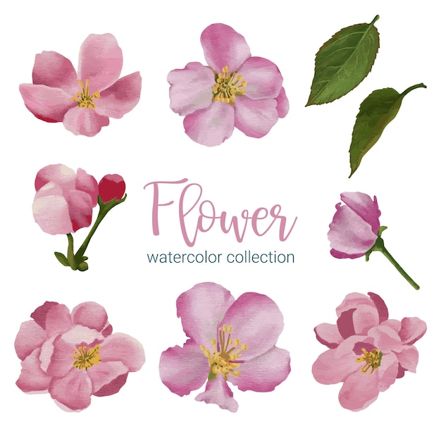 Large Botanical set of wild flowers Set of Separate parts and bring together to beautiful bouquet of flowers in water colors style on white background flat vector illustration