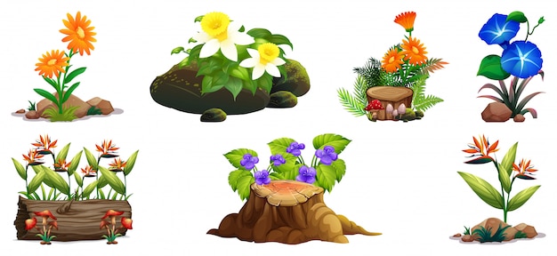 Large set of colorful flowers on rocks and wood