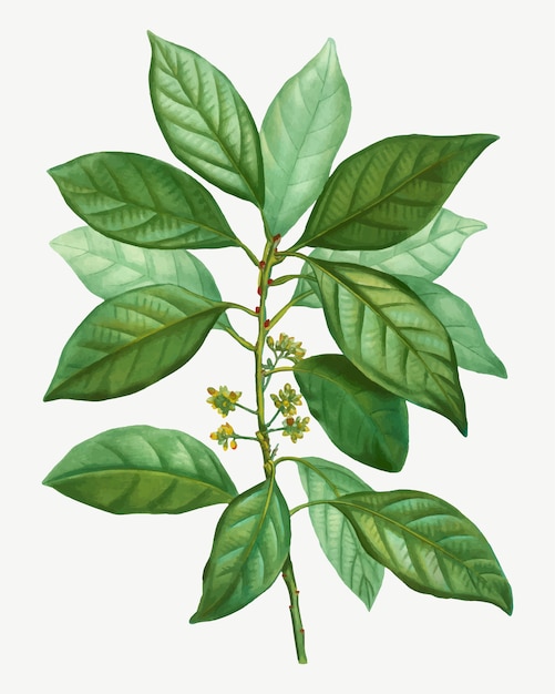 Laurus borbonia tree branch