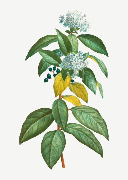 Free vector laurustinus in bloom