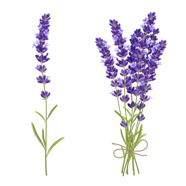 Lavender Bouquet Realistic illustration 