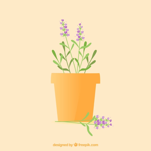 lavender flower